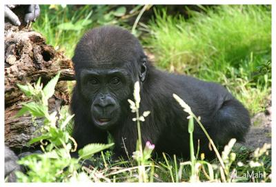 Western lowland gorilla baby