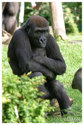 Western lowland gorilla
