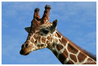 Reticulated giraffe