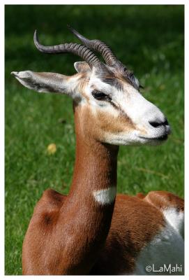 Mhorr gazelle