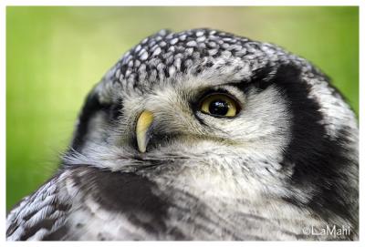 Hawk owl