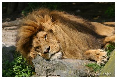 Azlan - African lion
