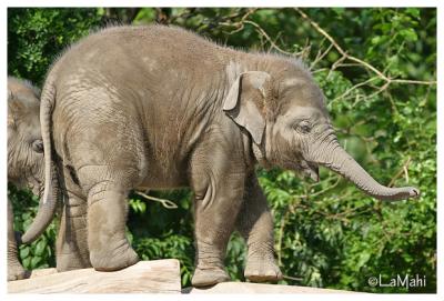 Asian elephant youngster
