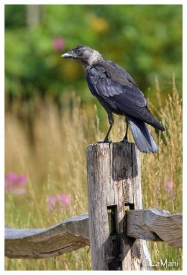 Crow