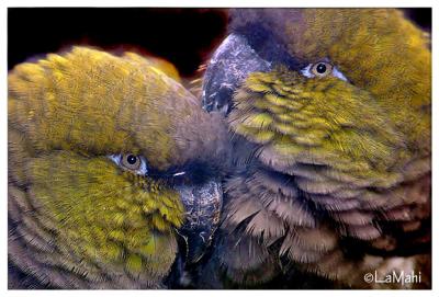 Burrowing parakeet