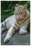 White tiger (juvenile)