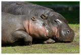 Pygmy hippo