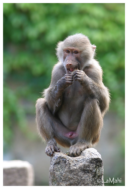 Hamadryas baboon