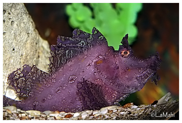 Purple fish