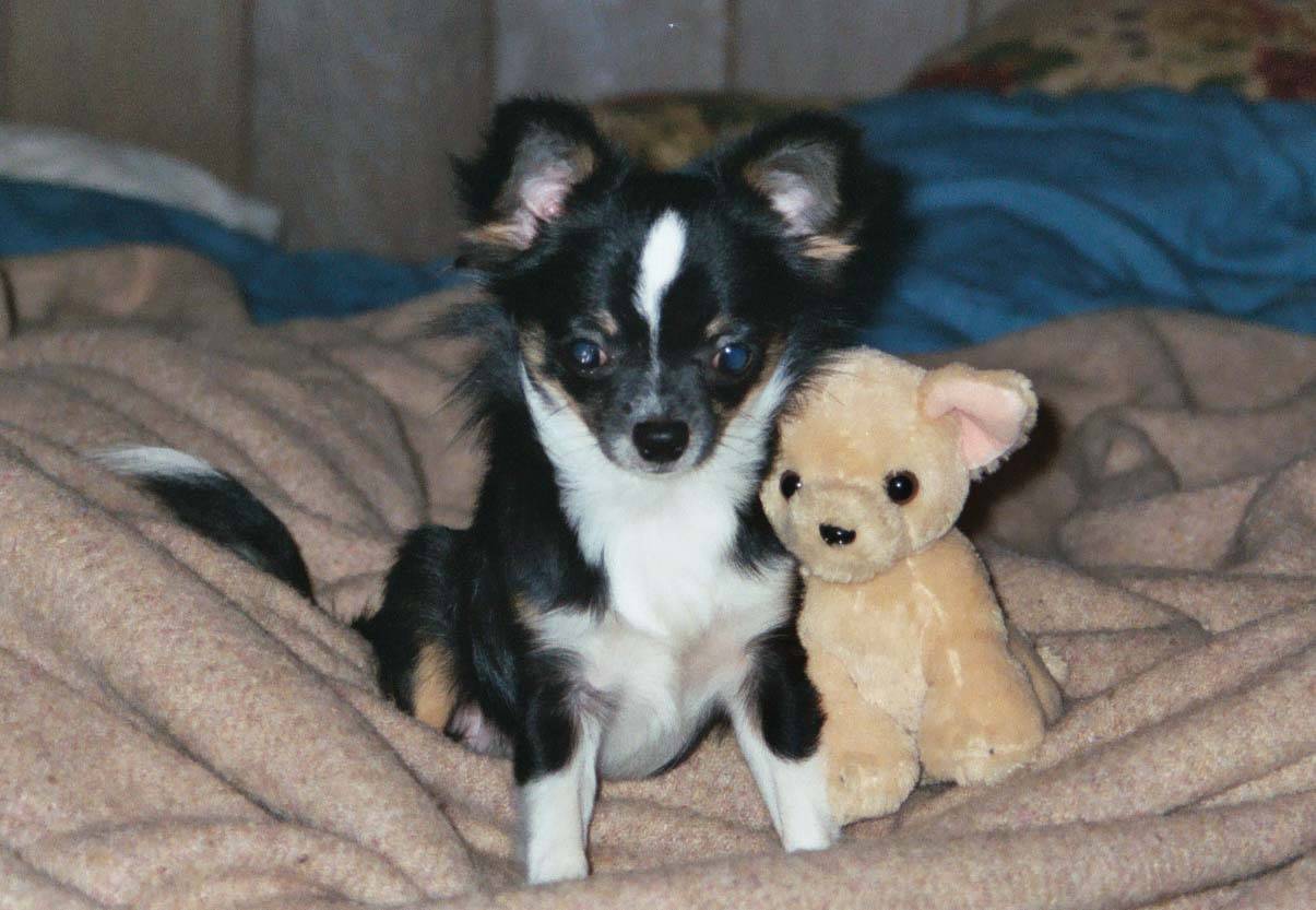 Squeaks and his friend