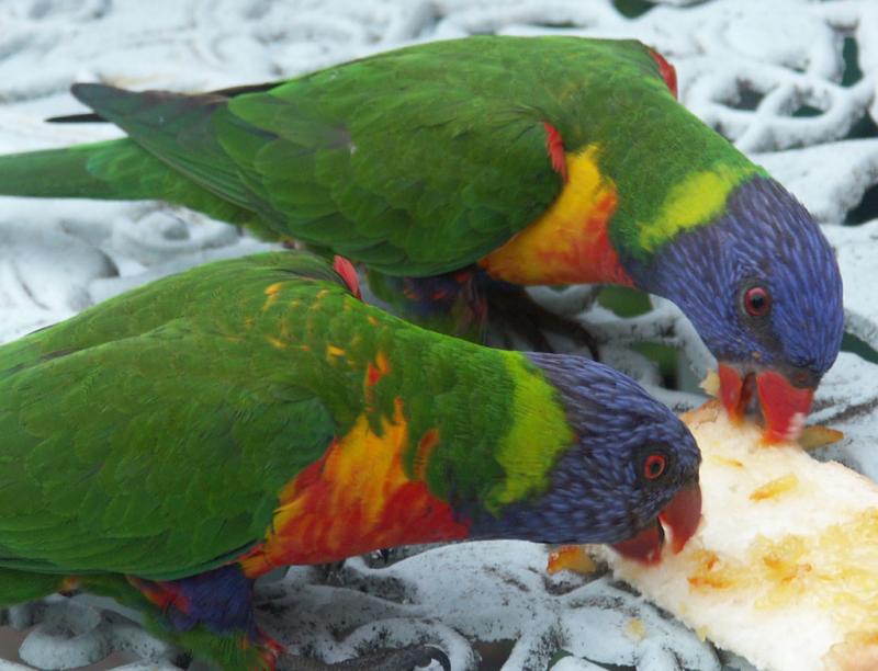 Ernies visiting lorikeets with bread and marmalade