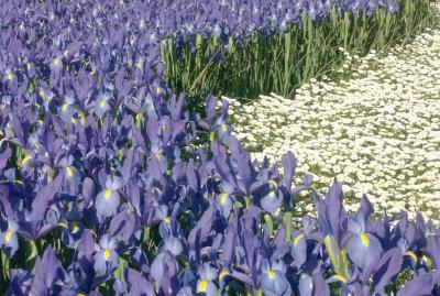 Irises and daisies