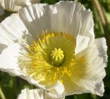 Iceland poppy