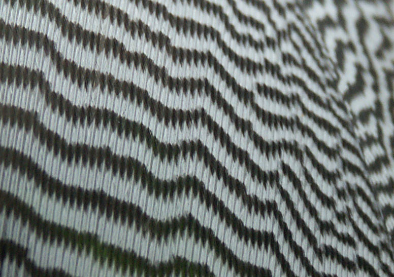 Feather detail