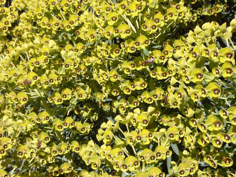 Euphorbia, I am told