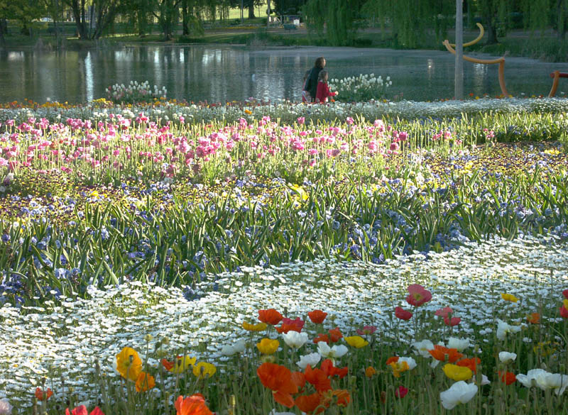 Massed beds near lake