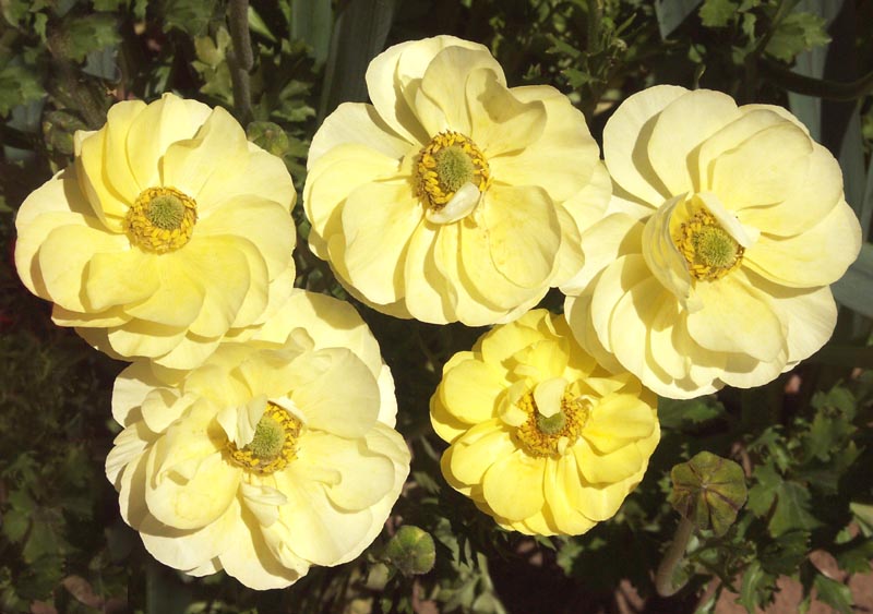 Yellow ranunculus
