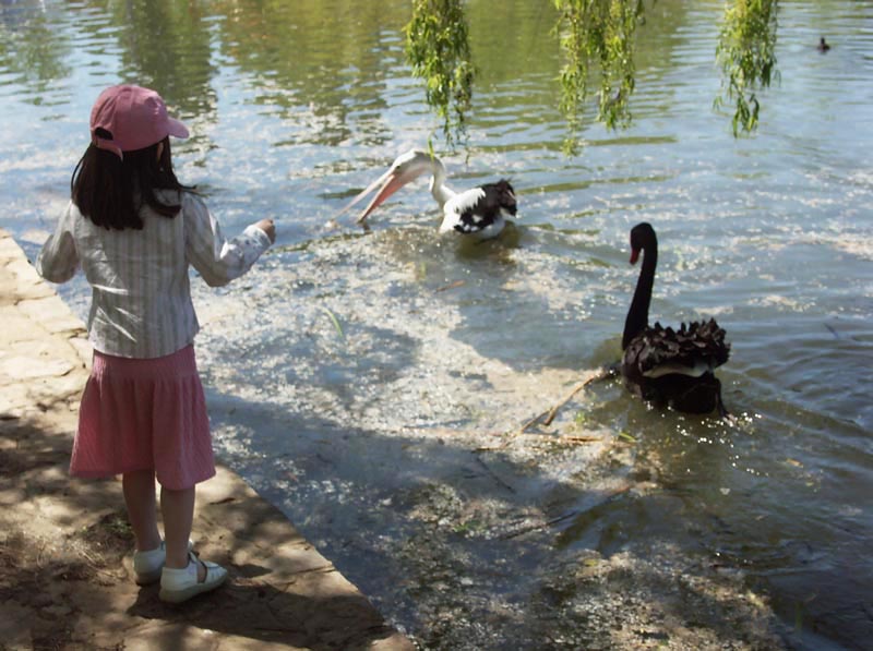 The two big birds were not friends