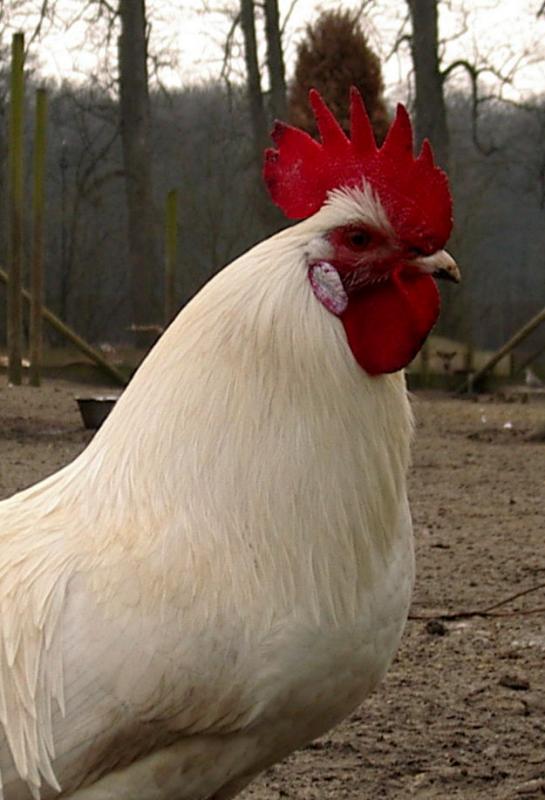 Haan