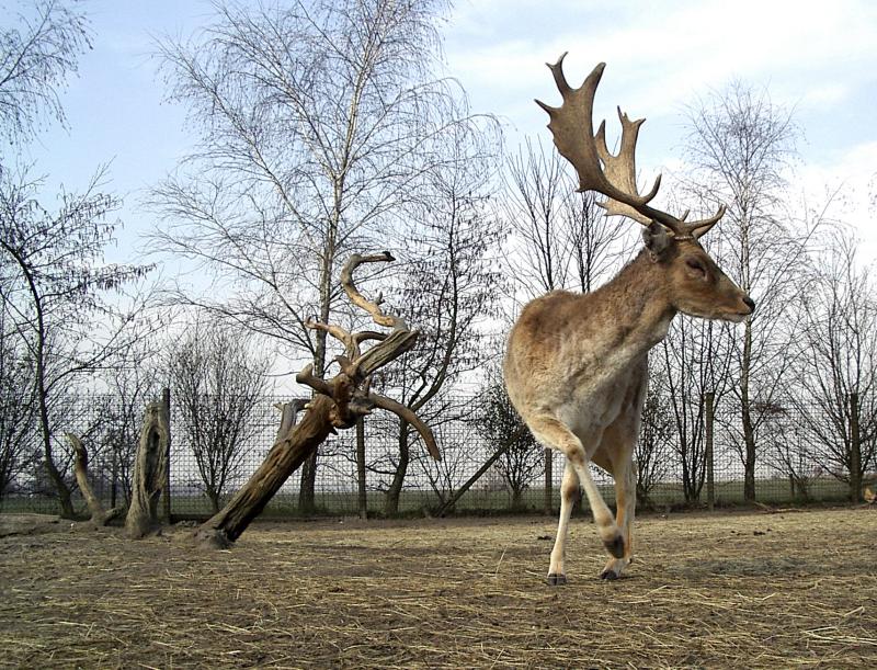 Dancing Deer