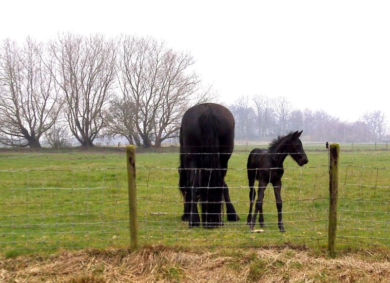 Friesians on a rainy Day