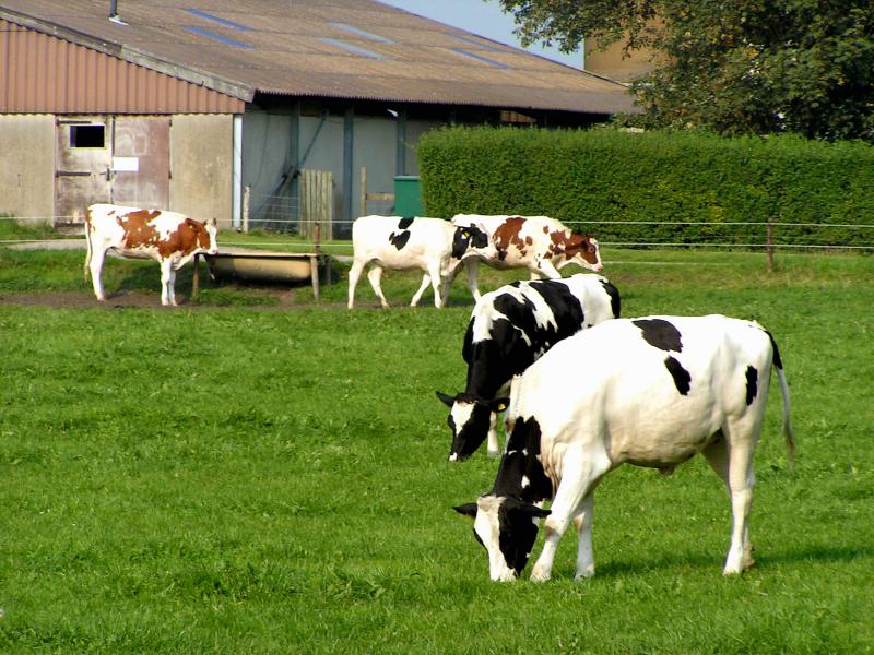 Yearling Cows