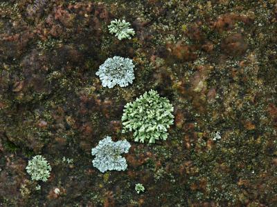 Cold Life on a Boulder