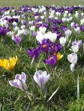 flowers3