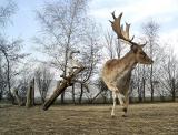 Dancing Deer