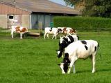 Yearling Cows