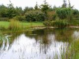 Pond