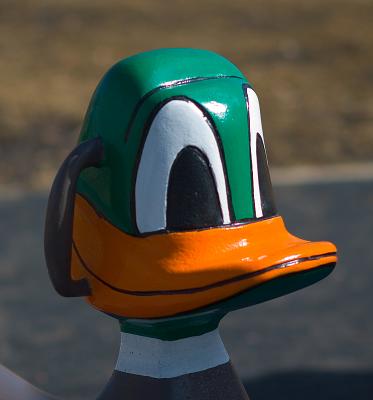 Duck Portrait