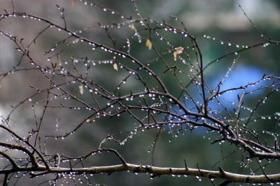 Iced Tree.jpg