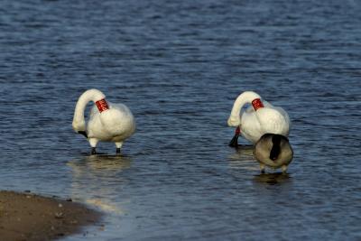 Swans and Goose 0667.jpg