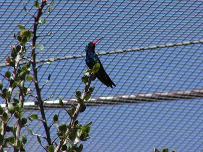 Hummingbird