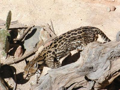Ocelot