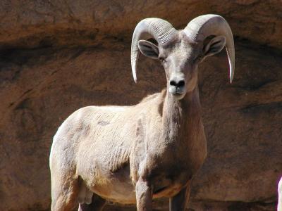 Big Horn Sheep