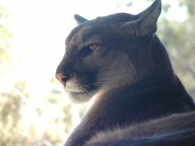 Mountain Lion