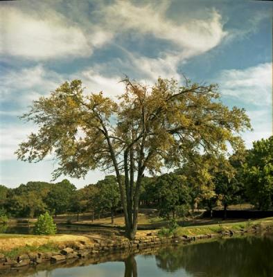 Tree with Whispy Cloud