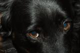 Soulful Eyes<br> Feb 9