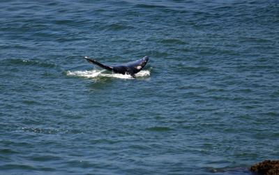 Whale Yaquiina Head 9325