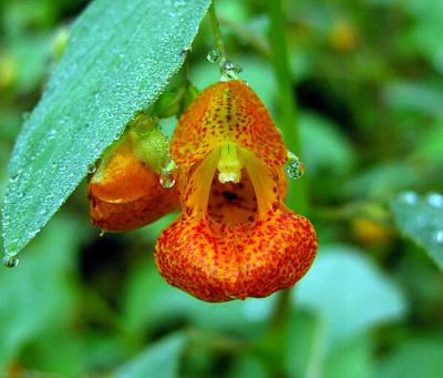 Touch-me-not, Spotted (Jewelweed)