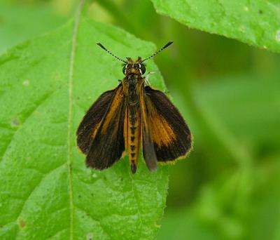  Least Skipper