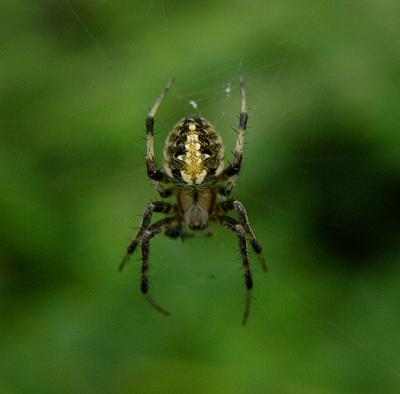 Neoscona arabesca