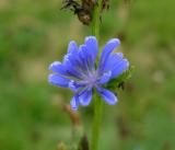 Chicory
