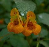 Touch-me-not, Spotted (Jewelweed)