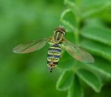 Toxomerus spp.