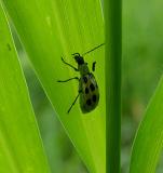 Spotted Cucumber Beetle