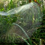 Unidentified Spider Web