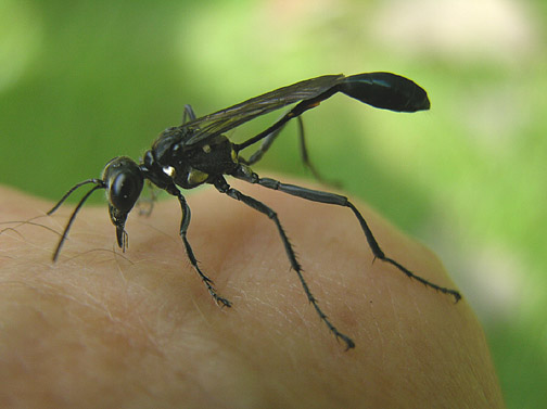 Thread-waisted wasp
